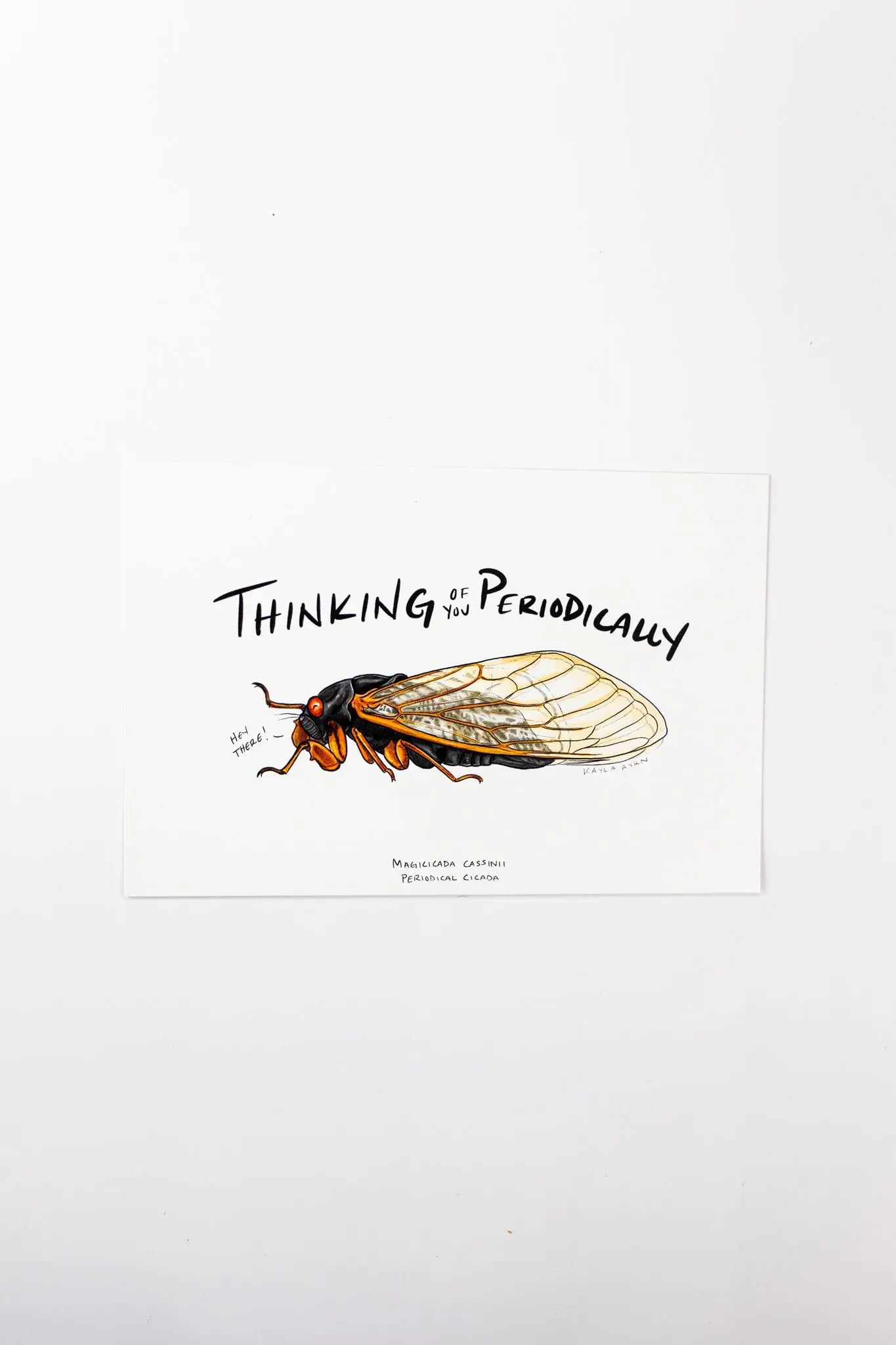 Periodical Cicada Postcard