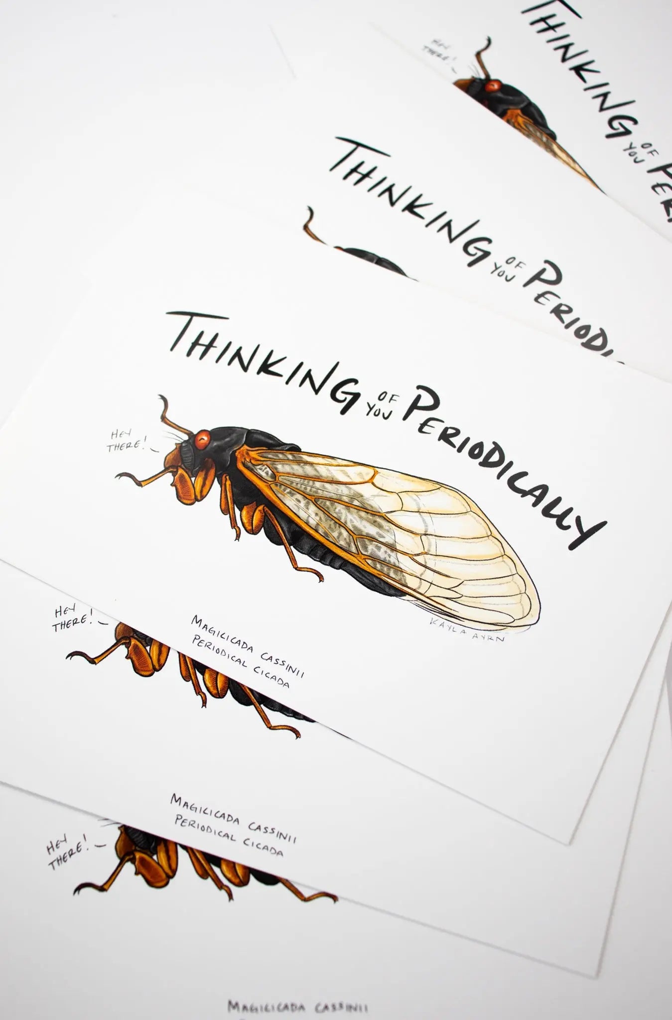 Periodical Cicada Postcard