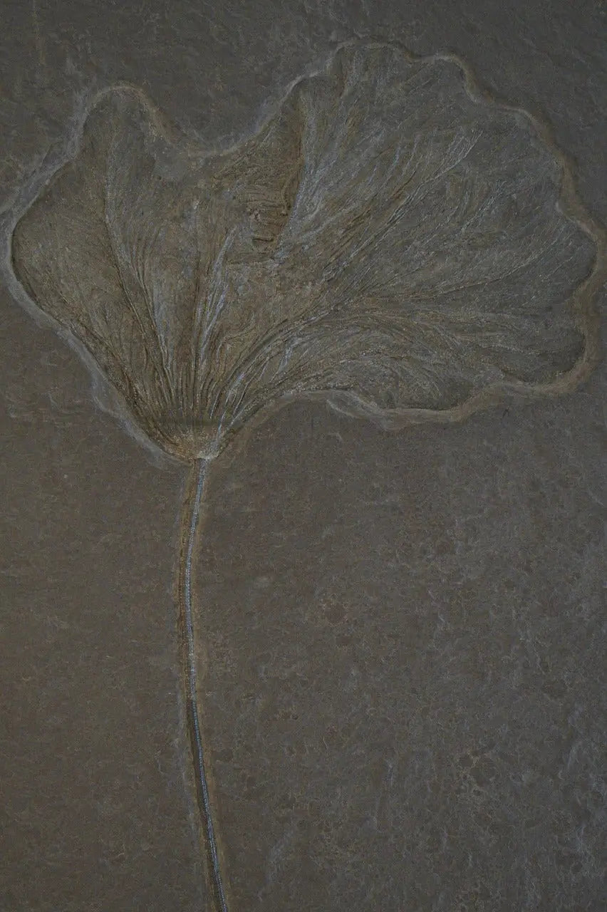 Crinoid Fossil - THE STEMCELL SCIENCE SHOP
